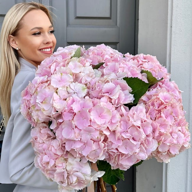 Monobukiet różowej hortensji