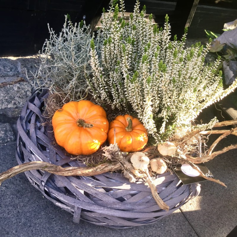 Naturalne kwiaty w doniczce na grób - WSPOMNIENIA